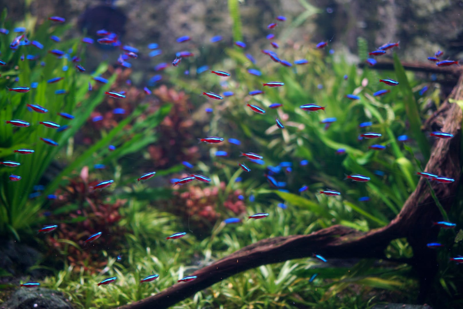 A photograph of multiple small fish in a tank